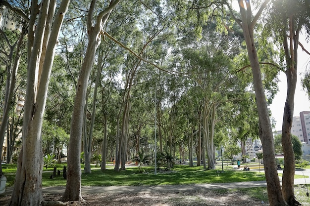 歩道​の​花壇​広場​や​緑地​の​公共​樹木​遺産​の​登録