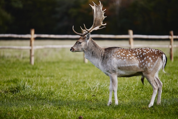 Free photo reindeer standing on a grassy field