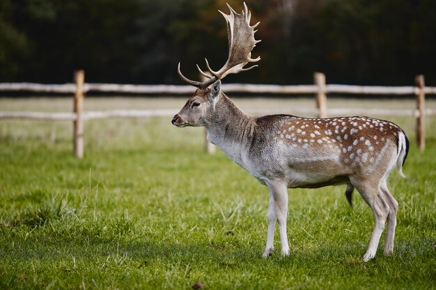 reindeer standing on a grassy field