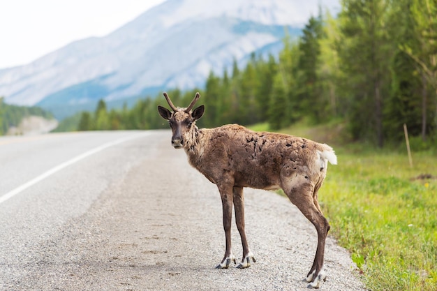 Free photo reindeer