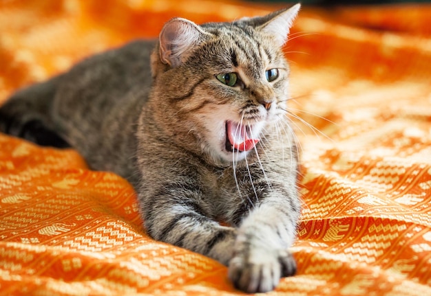 1,205 Cat Hissing Stock Photos - Free & Royalty-Free Stock Photos from  Dreamstime