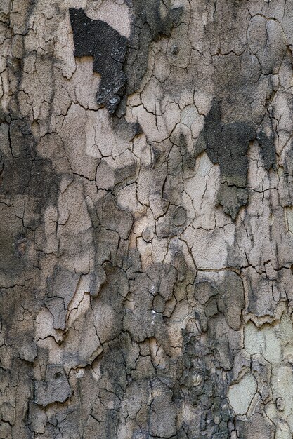 Relief texture of the brown bark of a tree close up