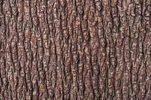一棵树的棕色树皮的免费照片浮雕纹理接近