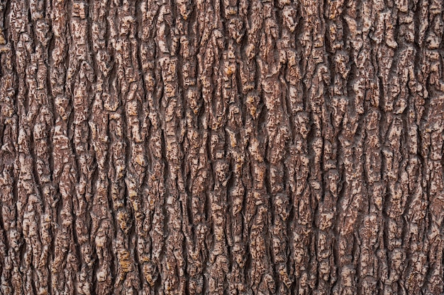 Free Photo relief texture of the brown bark of a tree close up