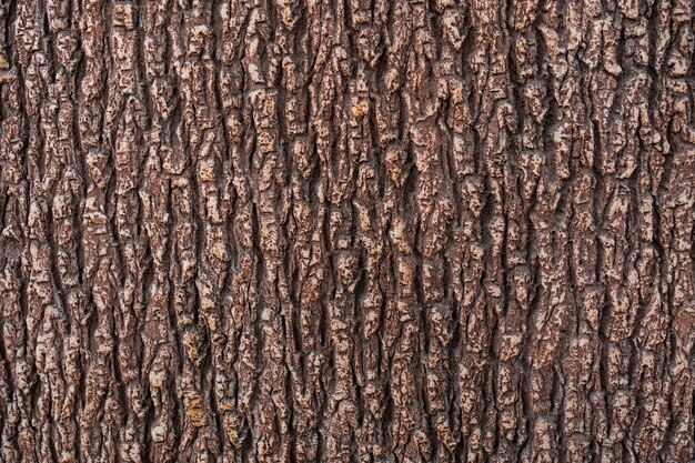 Relief texture of the brown bark of a tree close up