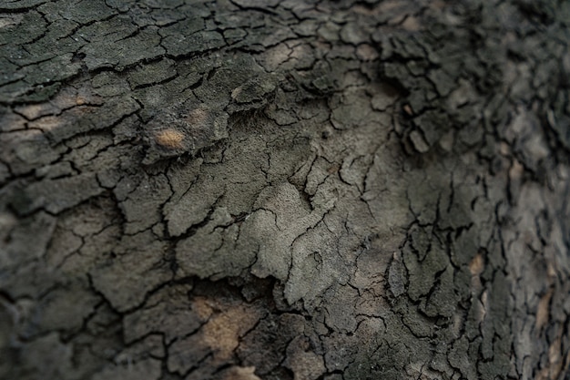 Relief texture of the dark bark of a tree close up