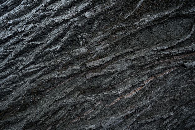 Relief texture of the dark bark of a tree close up