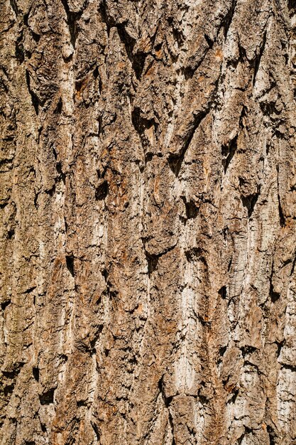 Relief texture of oak bark Panoramic photo of wood texture in the sun idea for banner or background