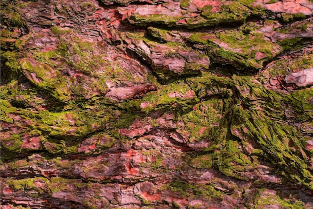 Relief texture of pine bark with green moss Panoramic photo of a wood texture in the rays of the sun an idea for a banner or background