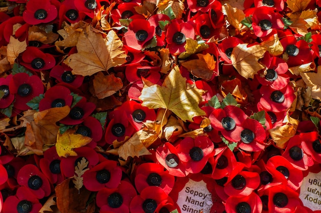 Remembrance Day Poppies and autumn leaves.