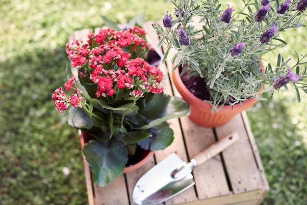 Replanting flowers in the garden