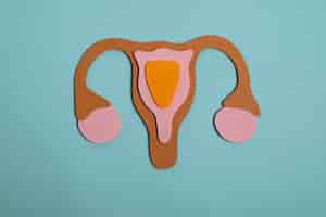 Бесплатное фото Репродуктивная система на синем фоне