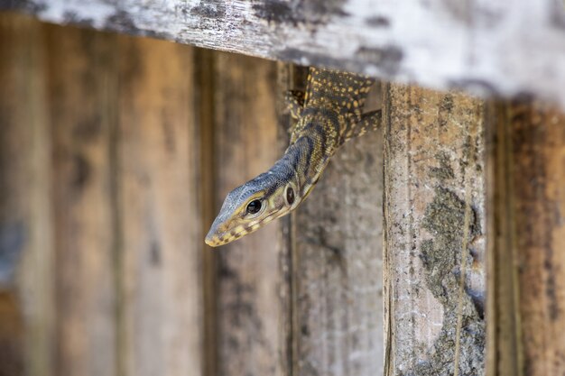 Reptile crawling through hole in fence