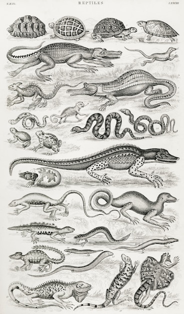 Бесплатное фото Рептилии из истории земли
