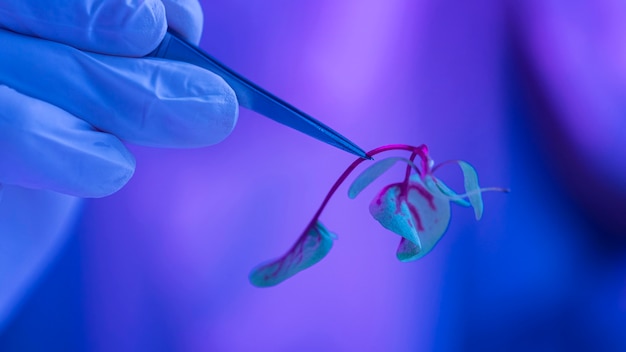 Researcher in the biotechnology laboratory with plant