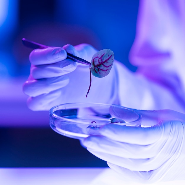 Researcher in the laboratory with petri dish and leaf