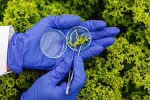 Foto gratuita il ricercatore prende una sonda di pianta verde e la mette in una capsula di petri