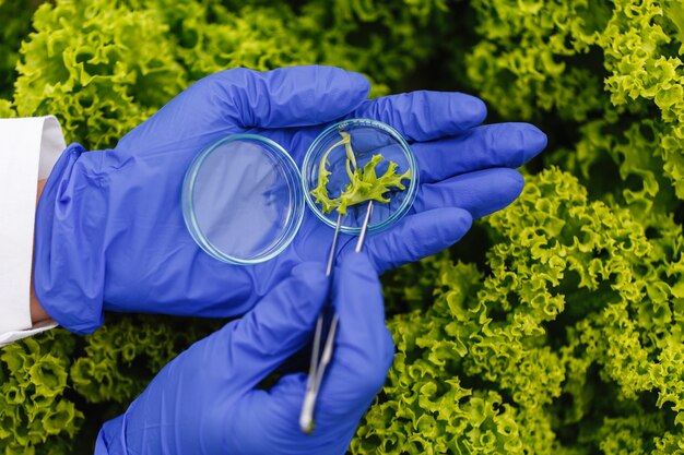 researcher takes a probe of green plant and puts it in a petri dish