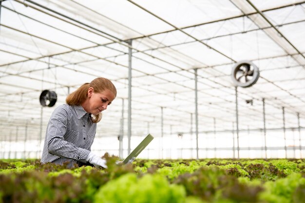 Researcher woman with a laptop in her hand surrounded by a lot of salad. Organic farming and modern greenhouse