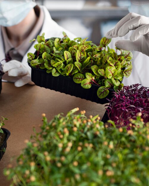 Researchers with plants in the biotechnology laboratory