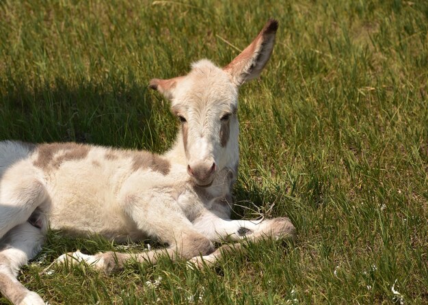 Resting cute spotted white baby burro in a field.