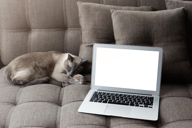自宅で休憩し、インターネットの概念をサーフィンします。眠っているタイの猫の近くの居心地の良い灰色のソファに空白のコピー画面を備えた現代のラップトップコンピューター。
