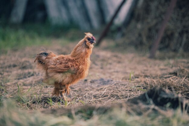 Foto gratuita immagine della natura retrò della fauna