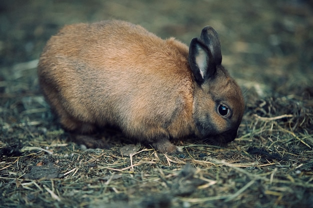 Foto gratuita immagine della natura retrò della fauna