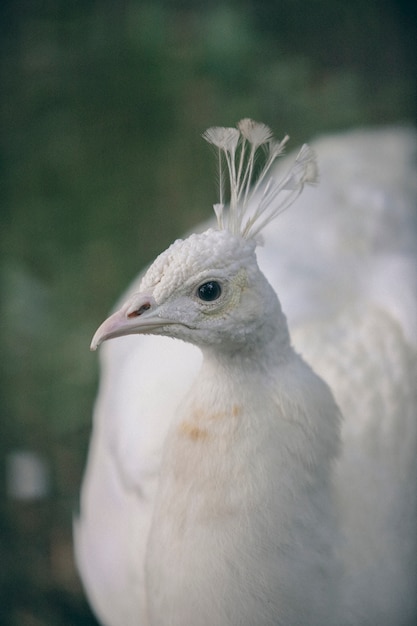 Immagine della natura retrò della fauna