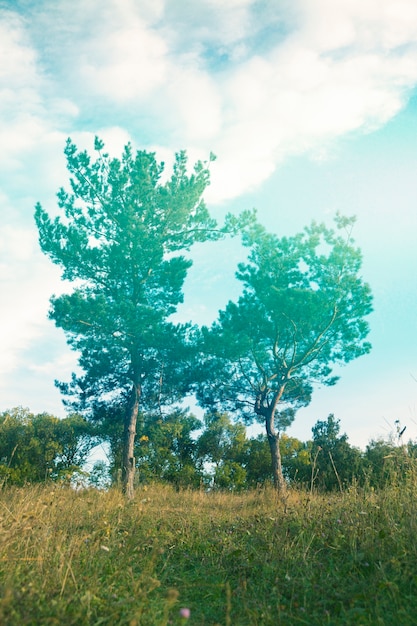 花のレトロな自然の写真