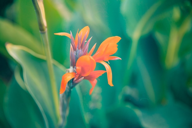 花のレトロな自然の写真