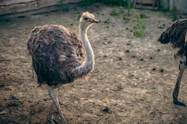 無料写真 動物相のレトロな自然の写真