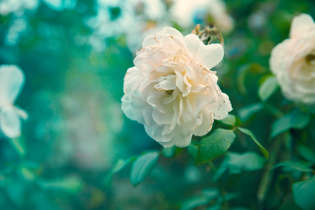 Бесплатное фото Ретро картина природы цветка