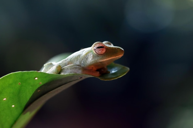 녹색 잎에 Rhacophorus dulitensis 근접 촬영 녹색 잎에 옥 나무 개구리 근접 촬영 인도네시아 나무 개구리