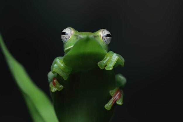 녹색 잎에 Rhacophorus dulitensis 근접 촬영 녹색 잎에 옥 나무 개구리 근접 촬영