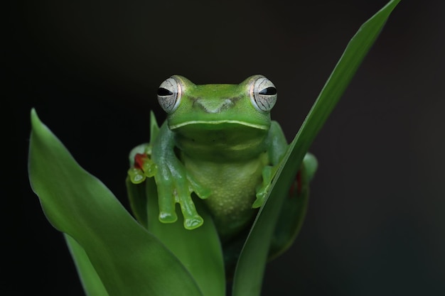 Rhacophorus dulitensis closeup on green leaves Jade tree frog closeup on green leaves