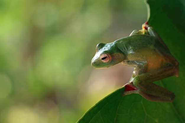 Крупный план Rhacophorus dulitensis на зеленых листьях Нефритовая древесная лягушка крупным планом на зеленых листьях