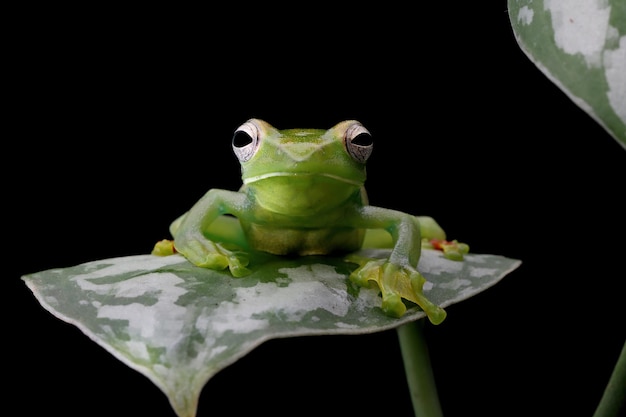 녹색 잎에 Rhacophorus dulitensis 근접 촬영