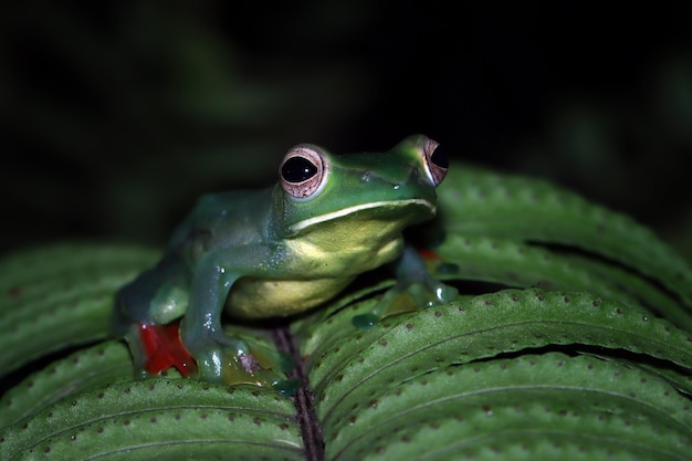 녹색 잎에 Rhacophorus dulitensis 근접 촬영