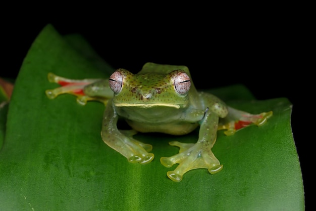 녹색 잎에 Rhacophorus dulitensis 근접 촬영