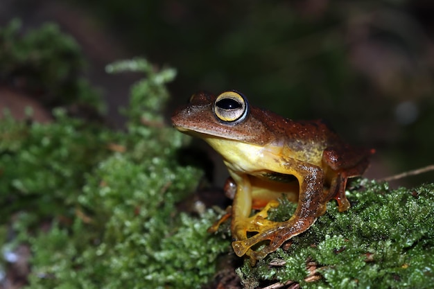 이끼에 Rhacophorus margaritifer 근접 촬영 Rhacophorus margaritifer 근접 촬영