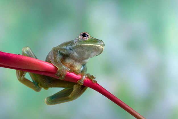 Rhacophorusprominanusまたは花の上のマラヤン空飛ぶカエルのクローズアップ