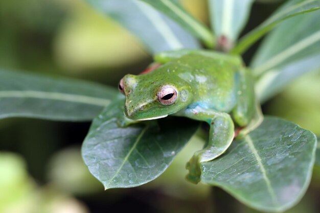 Rhacophorus prominanus или малайская летающая лягушка крупным планом на зеленых листьях