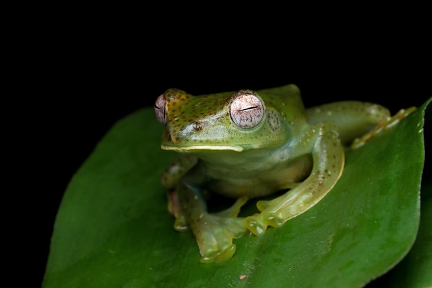 Rhacophorus prominanus 또는 녹색 잎에 말라야 나무 개구리 근접 촬영