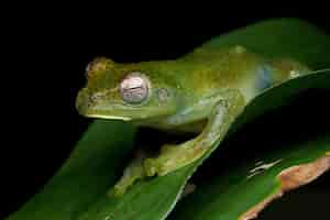 Free photo rhacophorus prominanus or the malayan tree frog on green leaves