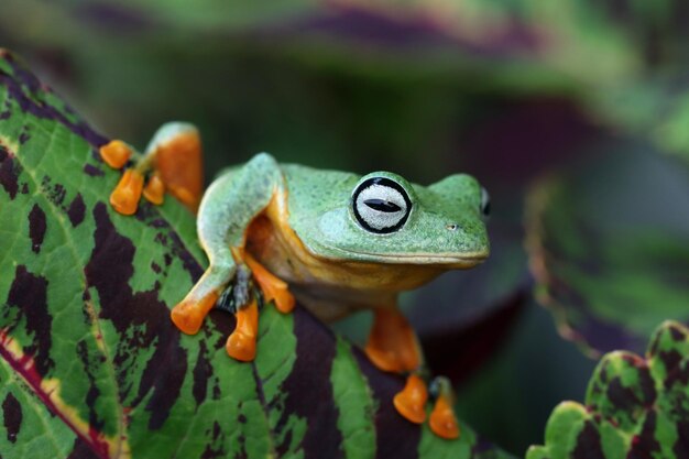 Rhacophorus reinwartii on green leaves Flying frog closeup face on branch Javan tree frog closeup image