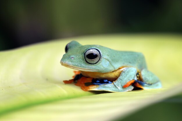 緑の葉のRhacophorusreinwartii枝に飛んでいるカエルのクローズアップの顔