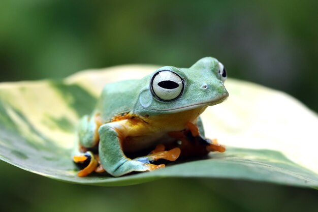 緑の葉のRhacophorusreinwartii枝に飛んでいるカエルのクローズアップの顔