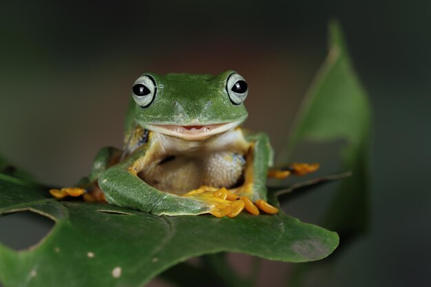 Rhacophorus reinwartii на зеленых листьях