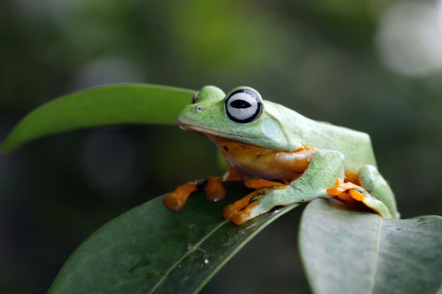 Rhacophorus reinwartii на зеленых листьях